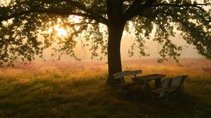 Photo 960780
