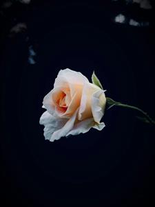 Photo 962844